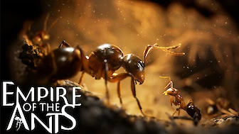 Empire of the Ants (PC, PS5, Xbox Series)